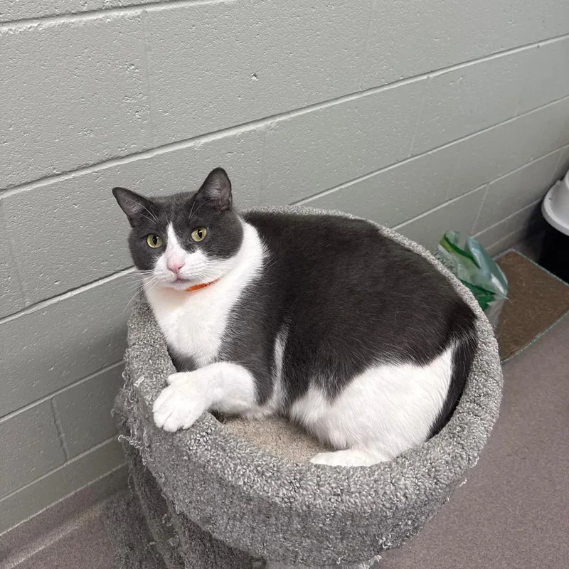 An adult small-sized female Gray / Blue / Silver Domestic Short Hair cat named Fuzzy for adoption in Branford, CT