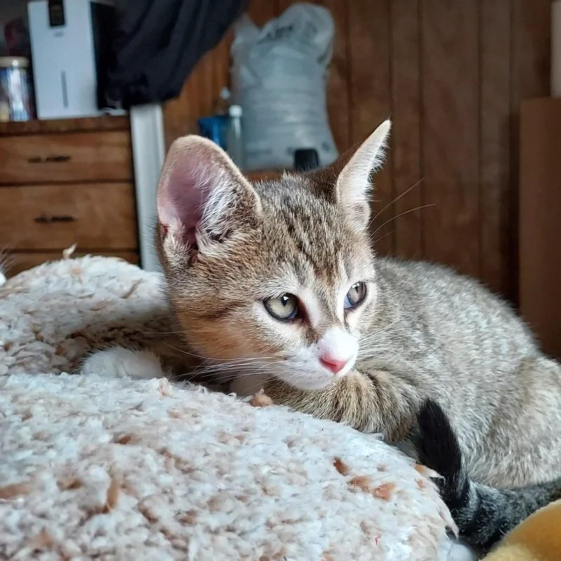 A baby medium-sized male White Domestic Short Hair cat named Fievel for adoption in Springfield, OR
