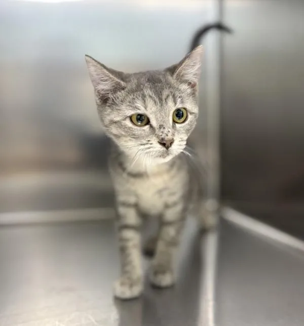 A baby small-sized female Domestic Short Hair cat named Megatron for adoption in Sioux City, IA
