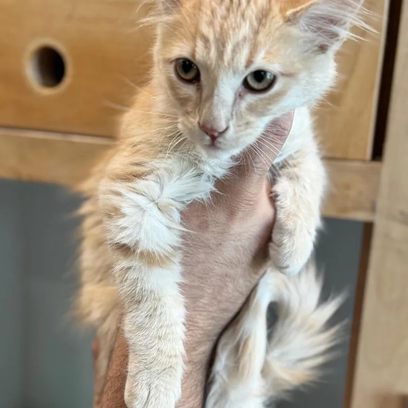 A baby small-sized male Buff / Tan / Fawn Domestic Long Hair cat named Leif City Of Industry for adoption in Chino Hills, CA