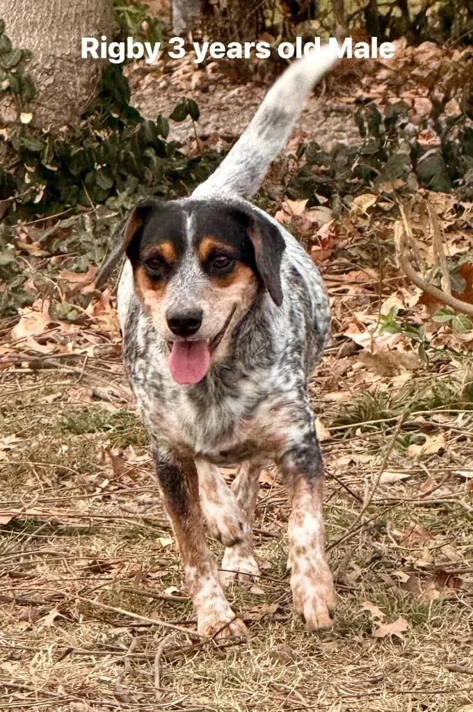 A young medium-sized male Australian Cattle Dog / Blue Heeler dog named Rigby for adoption in Neosho, MO