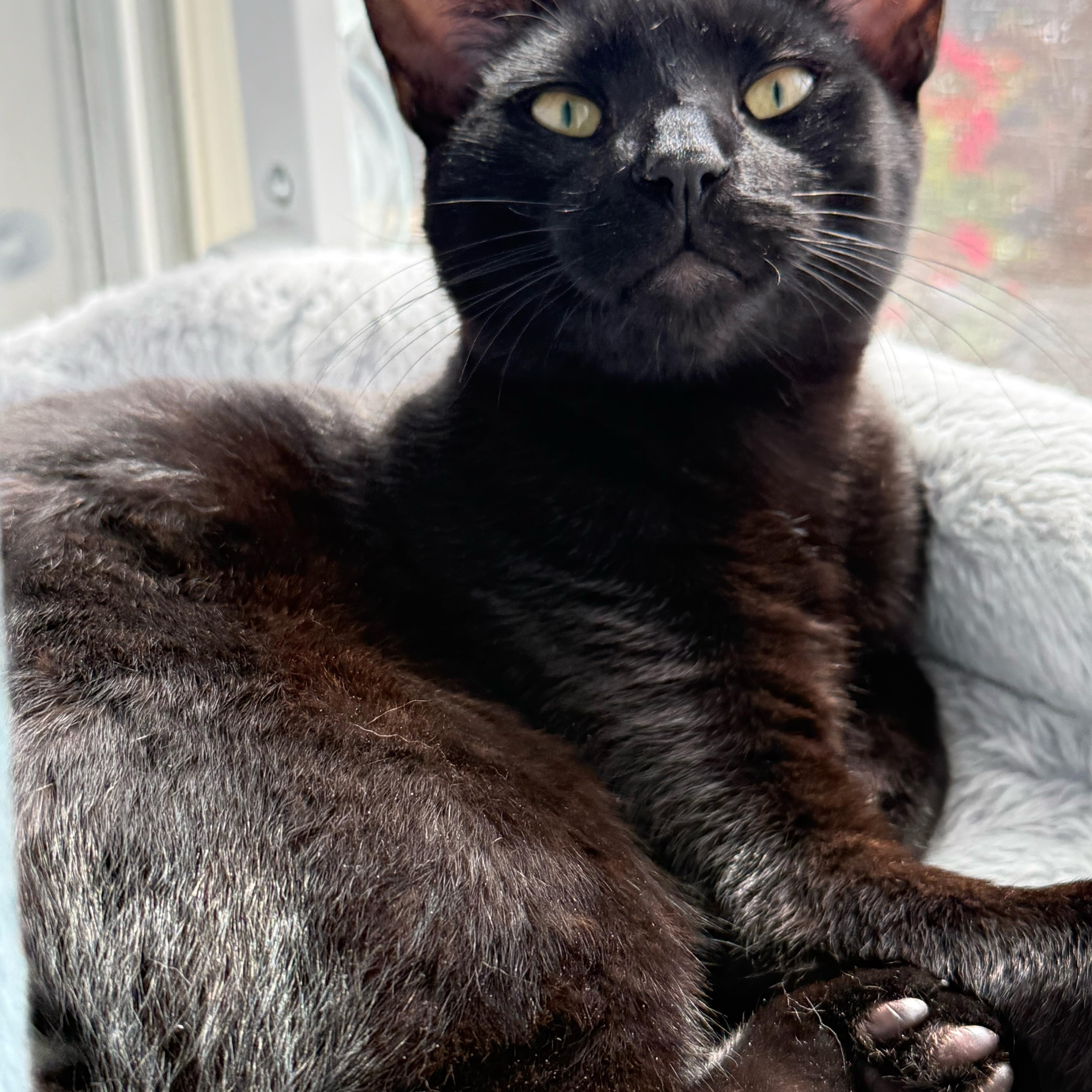 A young medium-sized male Black Domestic Short Hair cat named Doodle & Reese for adoption in New York, NY