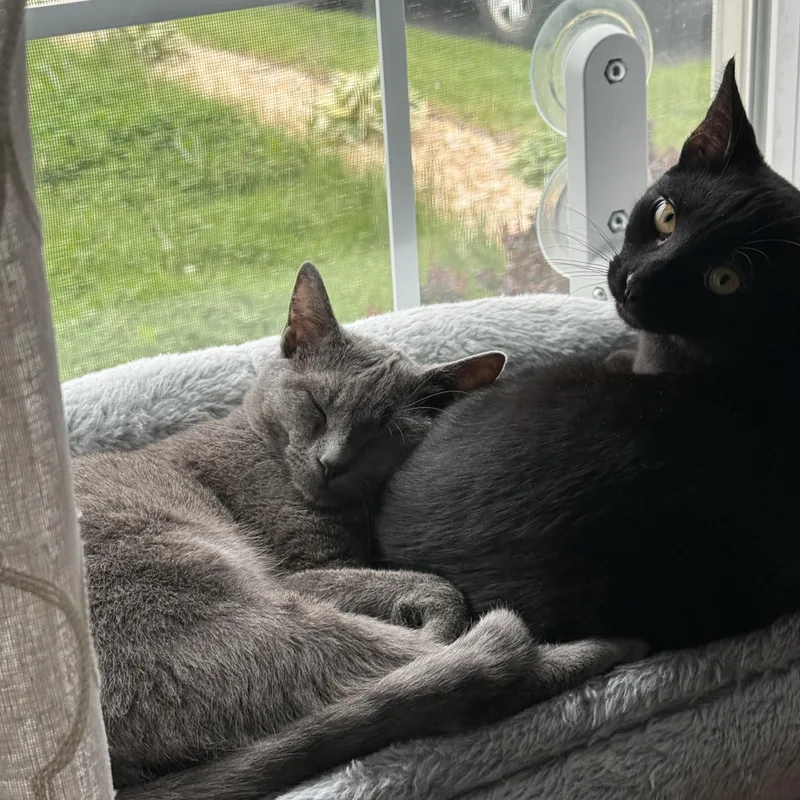 Doodle & Reese  thumbnail 5