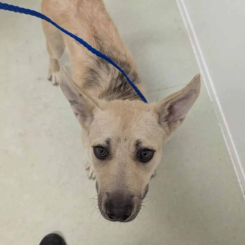 A young medium-sized female Yellow / Tan / Blond / Fawn Mixed Breed dog named Ethel for adoption in Ballston Spa, NY
