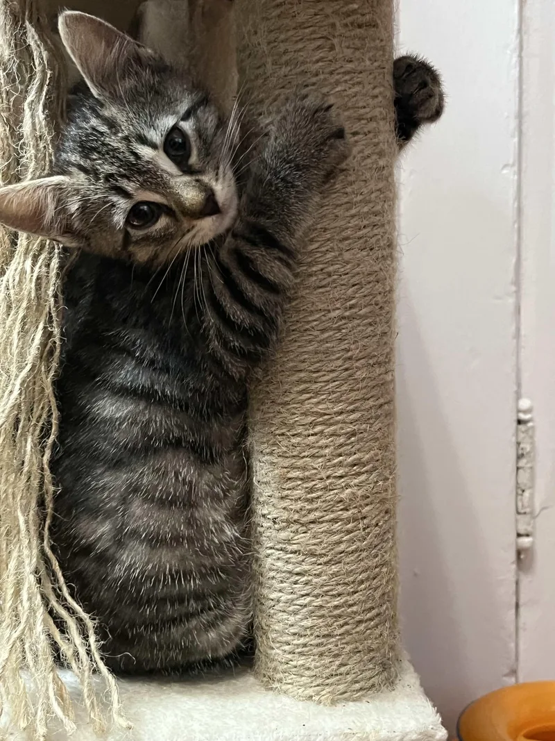 A baby small-sized female Tabby (Brown / Chocolate) Domestic Short Hair cat named Moon for adoption in Weehawken, NJ