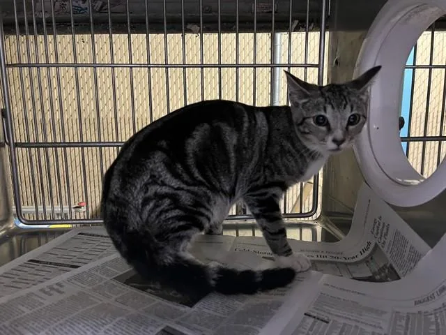 A baby medium-sized female Domestic Short Hair cat named Alani for adoption in Baldwin Park, CA