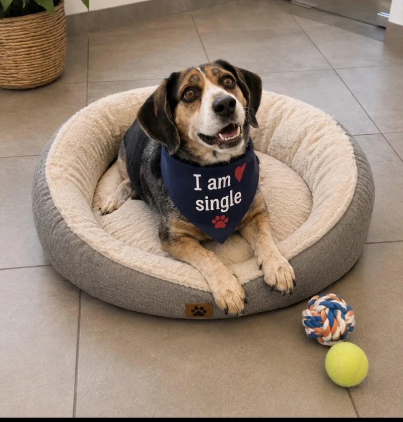 A senior large-sized male Beagle dog named Odie for adoption in Euless, TX