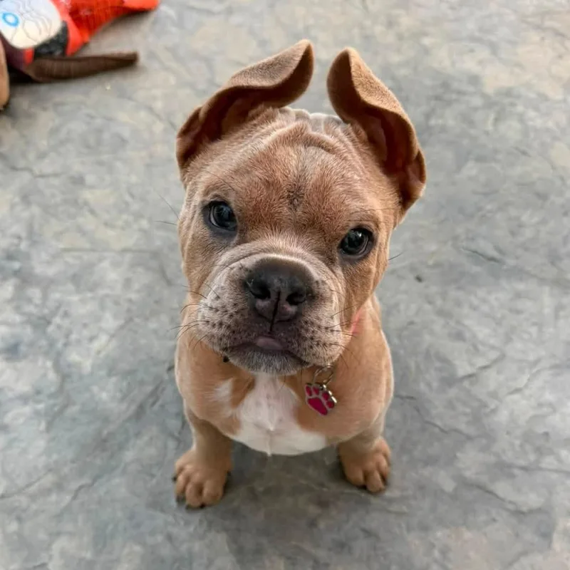 A baby medium-sized female Gray / Blue / Silver Bulldog dog named Miracle Whip aka Whippy for adoption in Grafton, OH