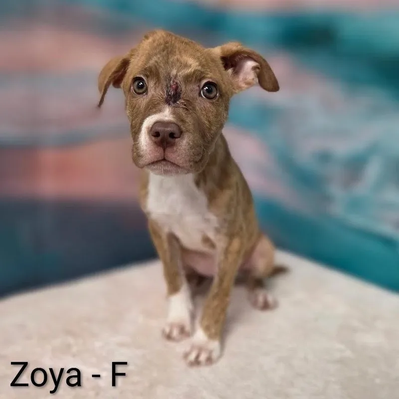 Zoya