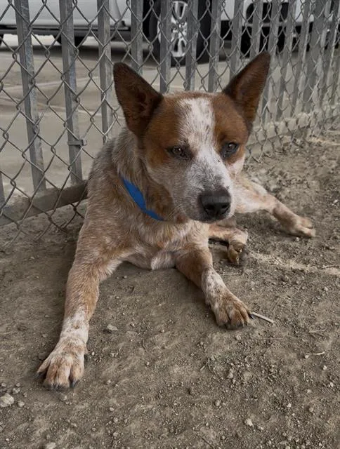 An adult medium-sized male Australian Shepherd dog named Max Dupe for adoption in Riverside, CA