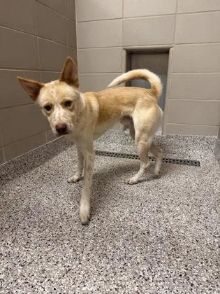 An adult large-sized male Husky dog named Jarvis for adoption in Gastonia, NC