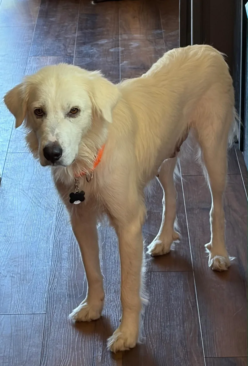 An adult medium-sized female White / Cream Golden Retriever dog named Honey Bear for adoption in Lincolnshire, IL