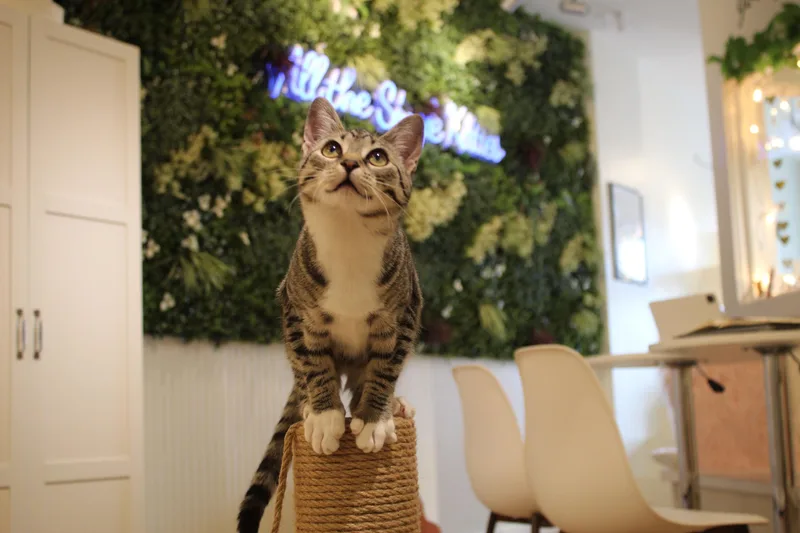 A young medium-sized female Tabby (Buff / Tan / Fawn) Domestic Short Hair cat named Maylee for adoption in Branford, CT
