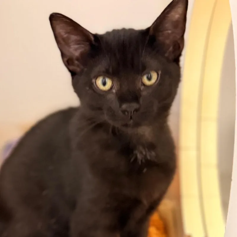 A baby small-sized female Domestic Short Hair cat named Carina for adoption in Cumming, GA
