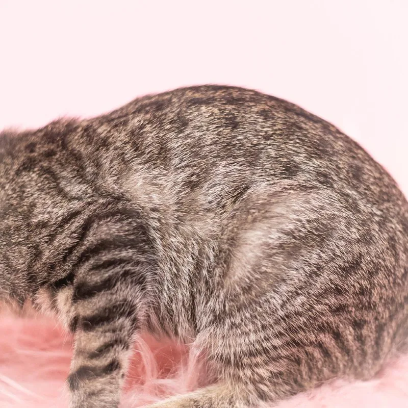 A baby small-sized female Brown / Chocolate Domestic Short Hair cat named Dove for adoption in Ponte Vedra, FL