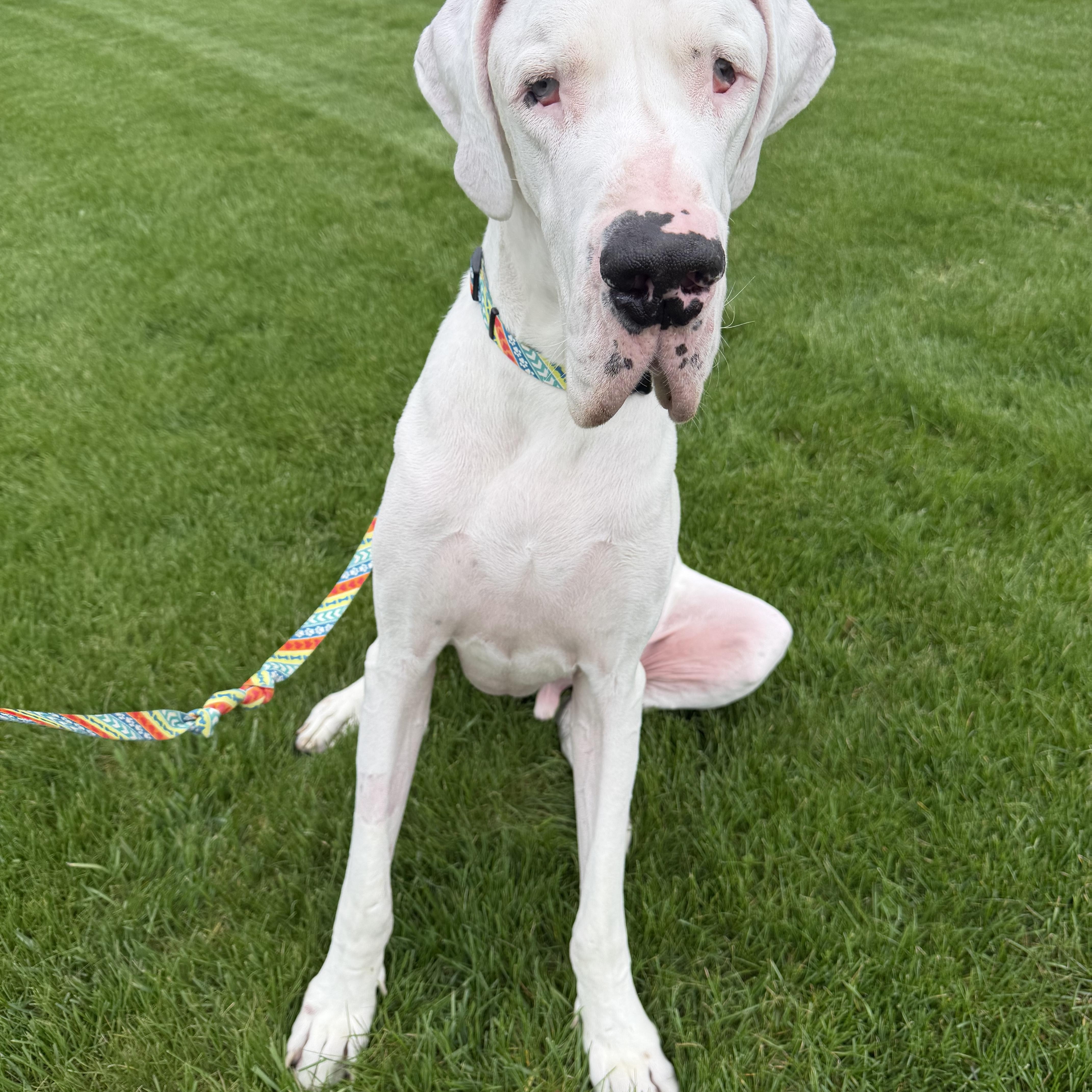 An adult extra large-sized male White / Cream Great Dane dog named Echo for adoption in Oswego, IL