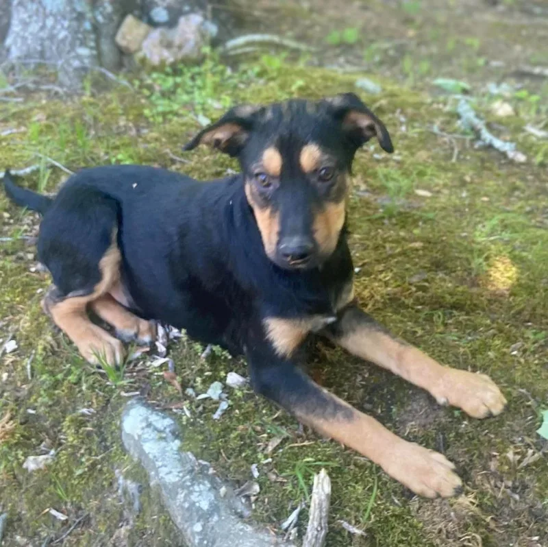Kodiak thumbnail 4