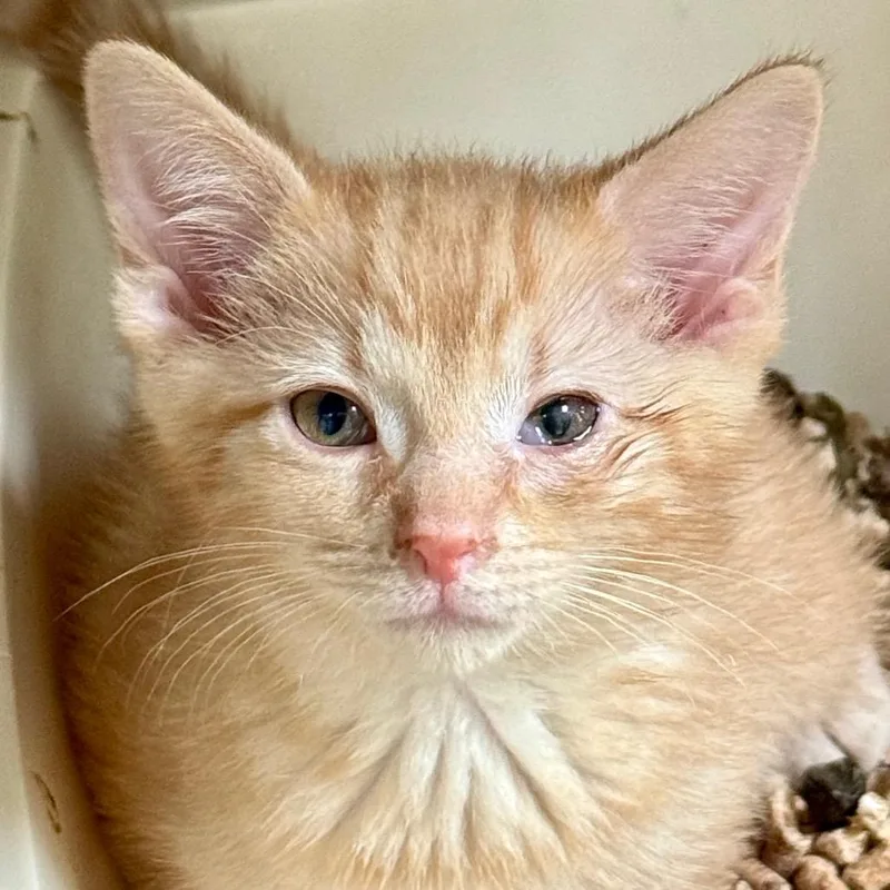 A baby small-sized male Orange / Red Domestic Short Hair cat named Orange Juice for adoption in Chicago, IL