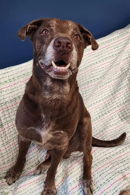 An adult large-sized male Labrador Retriever dog named Pens for adoption in Brunswick, GA