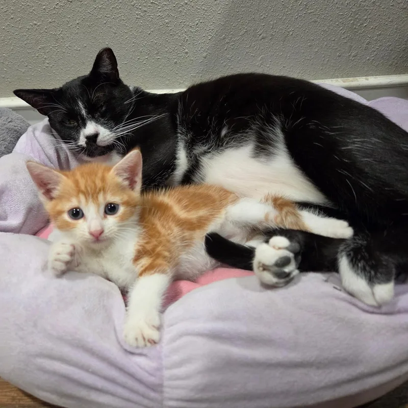 A baby medium-sized male Domestic Short Hair cat named Mouse for adoption in Baytown, TX