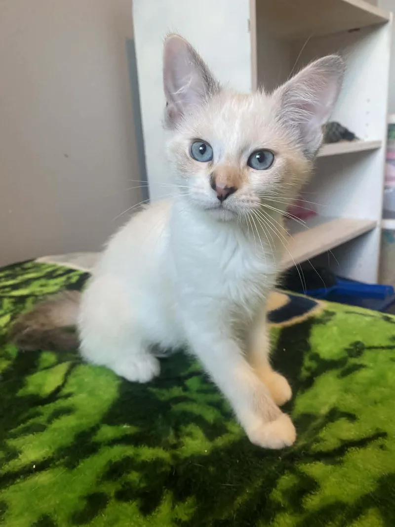 A baby medium-sized female Buff & White Siamese cat named Amber for adoption in Rochester, WA