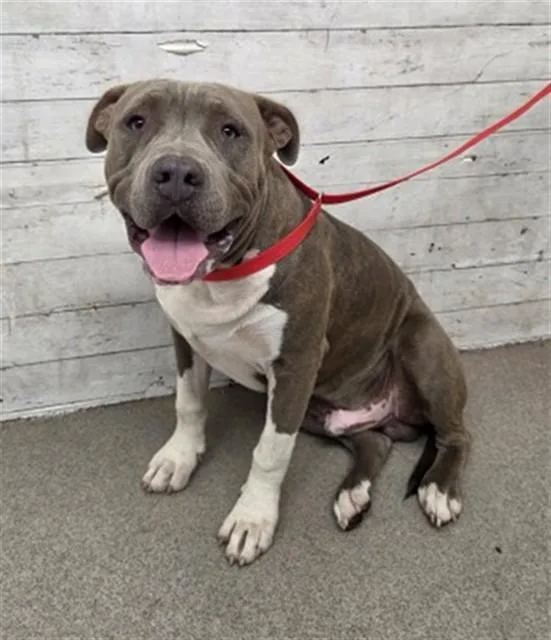 A young large-sized male Pit Bull Terrier dog named Boog for adoption in San Bernardino, CA