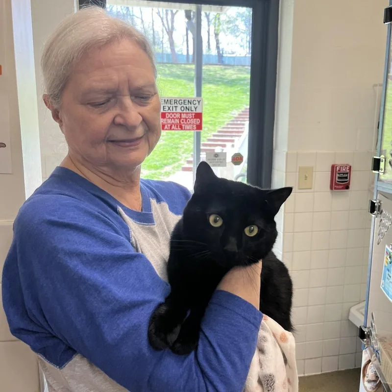 An adult large-sized male Black Domestic Short Hair cat named Bowie for adoption in Nashville, TN