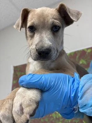 A young small-sized female Shepherd dog named Saren for adoption in San Antonio, TX