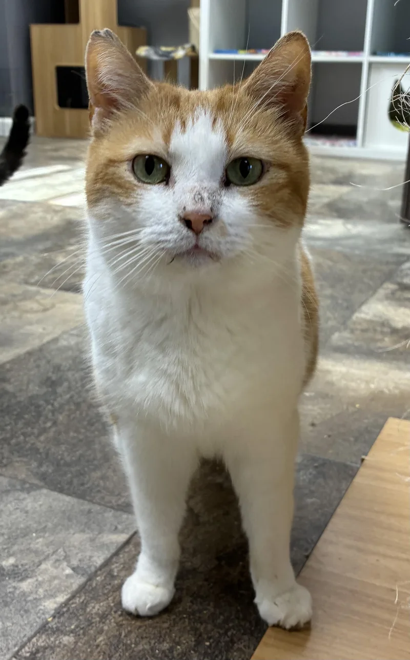 An adult medium-sized female Orange & White Domestic Short Hair cat named Pandora for adoption in Breinigsville, PA