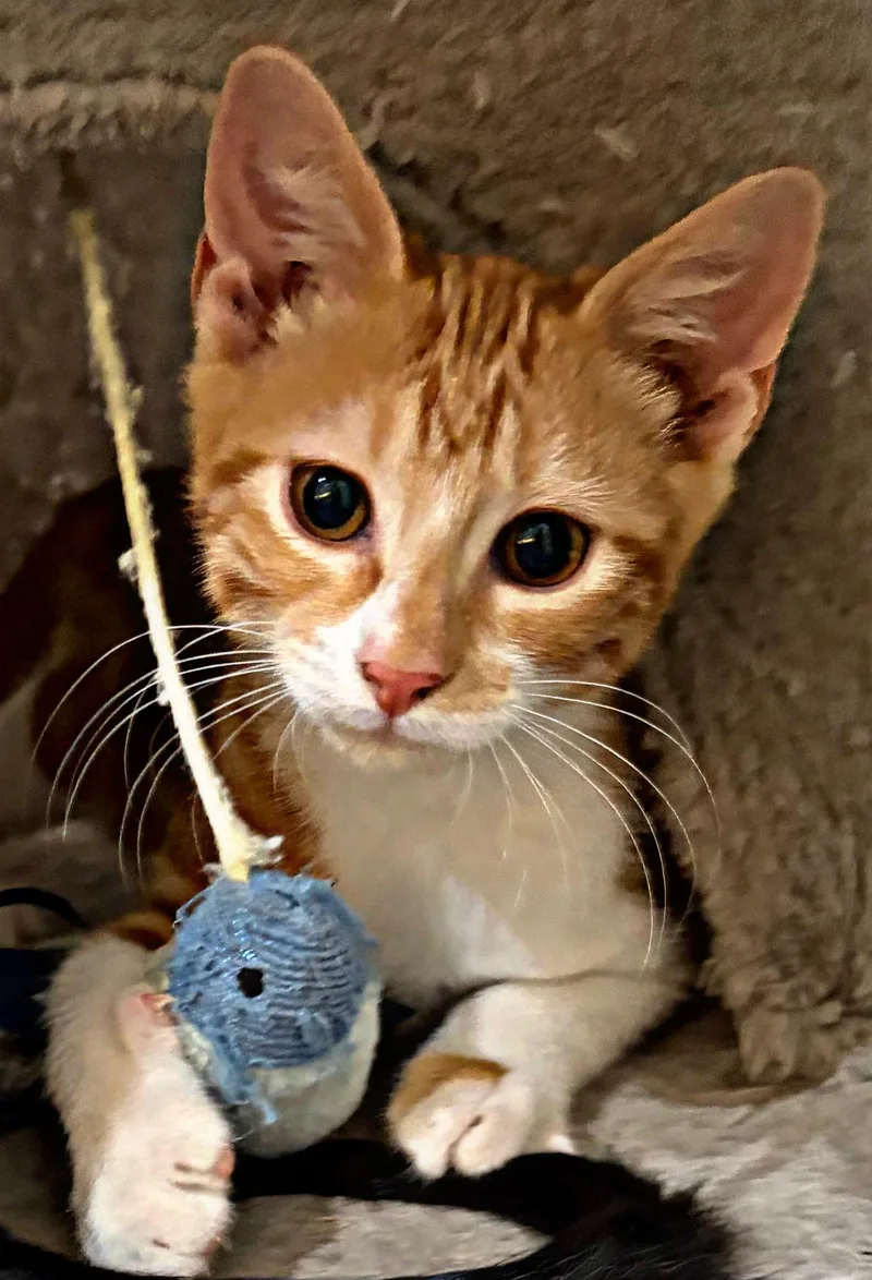 A baby medium-sized male Orange & White Domestic Short Hair cat named Handsome Hans for adoption in Long Beach, CA