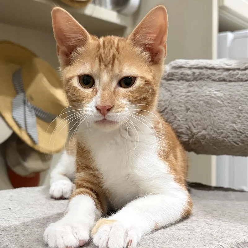 Handsome Hans thumbnail 2