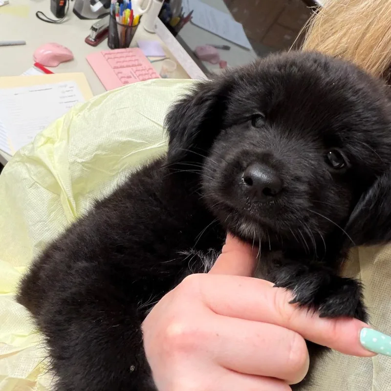 A baby medium-sized male Black Labrador Retriever dog named Yoshi for adoption in Pekin, IL