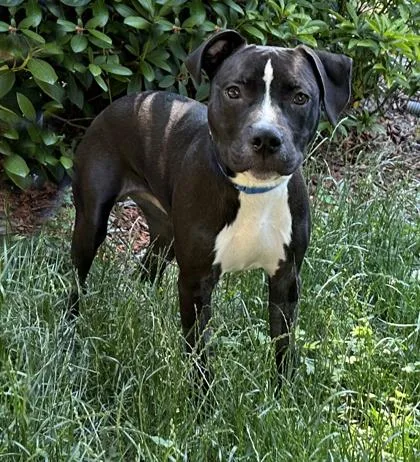 An adult medium-sized male Terrier dog named Timmy Turner for adoption in Voorhees, NJ