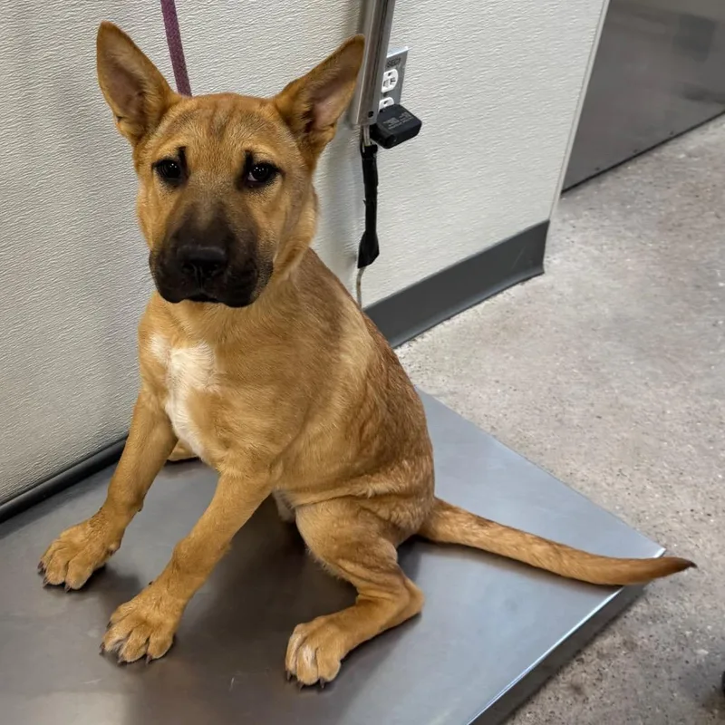 A baby medium-sized female Yellow / Tan / Blond / Fawn Mixed Breed dog named Sheeba for adoption in Las Cruces, NM