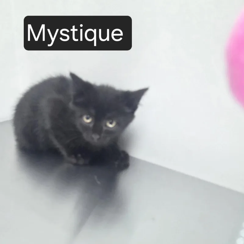 Mystique