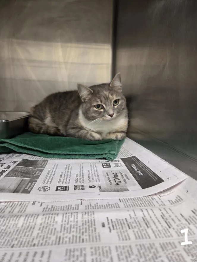 An adult medium-sized female Domestic Short Hair cat named Notia for adoption in Hagerstown, MD