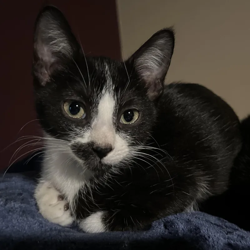 A baby small-sized male Black & White / Tuxedo Domestic Short Hair cat named Kuiper for adoption in Liverpool, TX