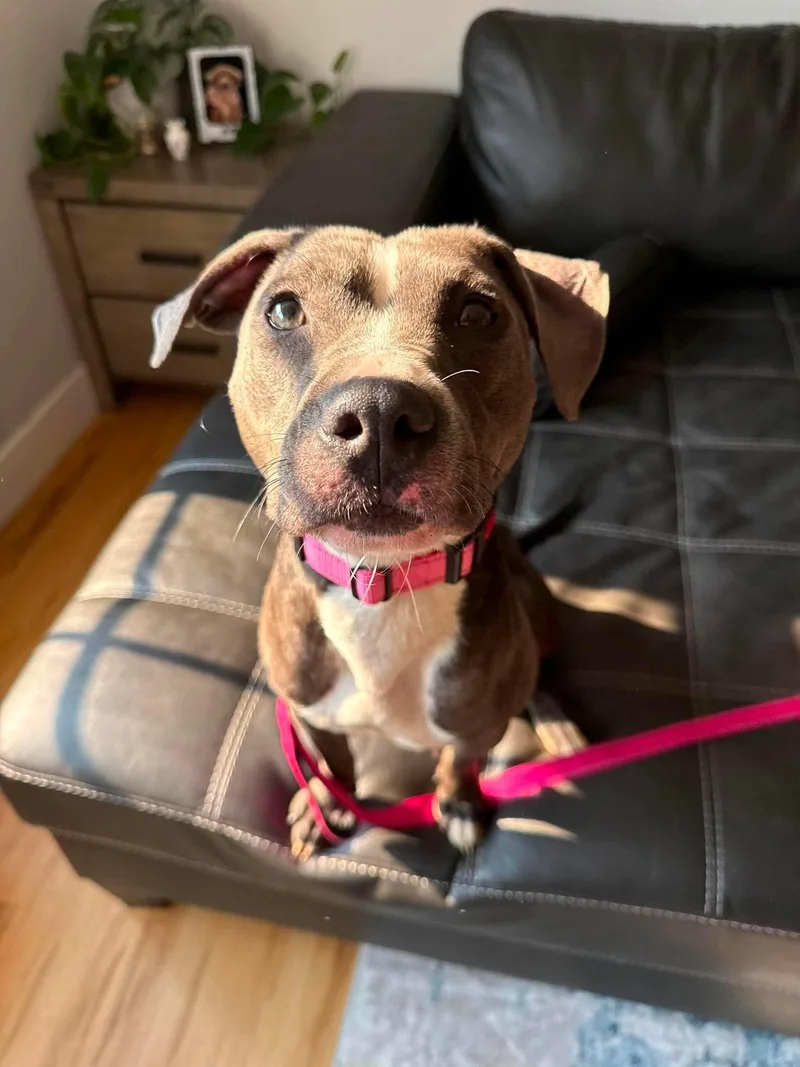 A baby medium-sized female Pit Bull Terrier dog named Mama Athena for adoption in Duluth, MN