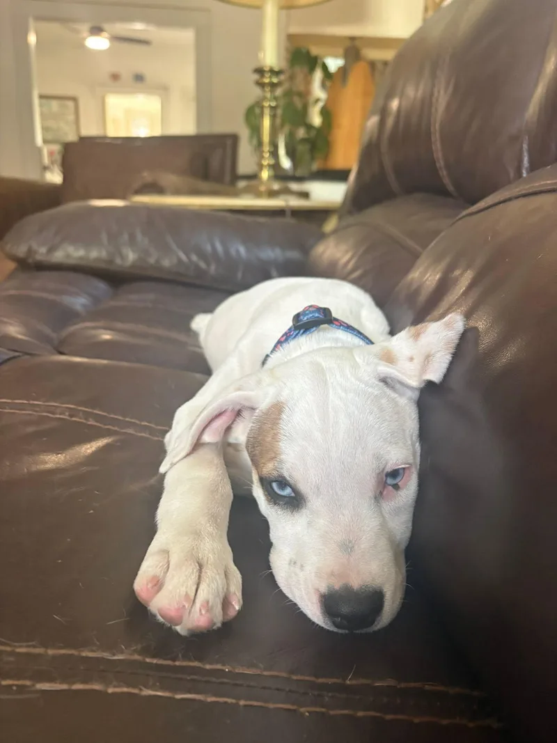 Sammy