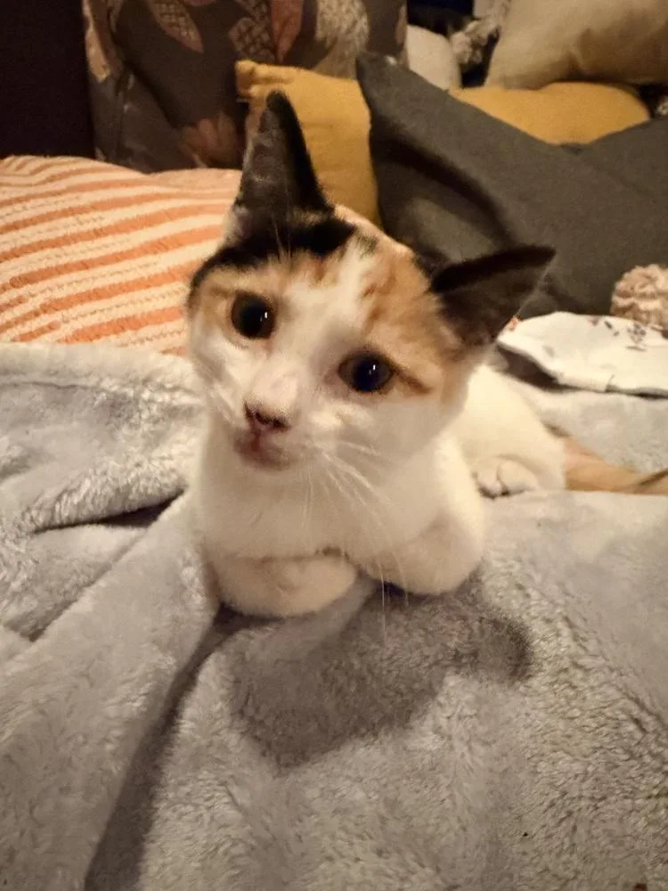 A baby small-sized female Domestic Short Hair cat named Plato for adoption in Ferndale, MI