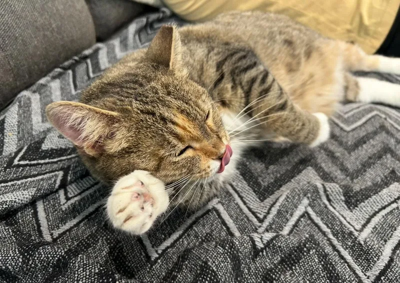 Divinity thumbnail 3