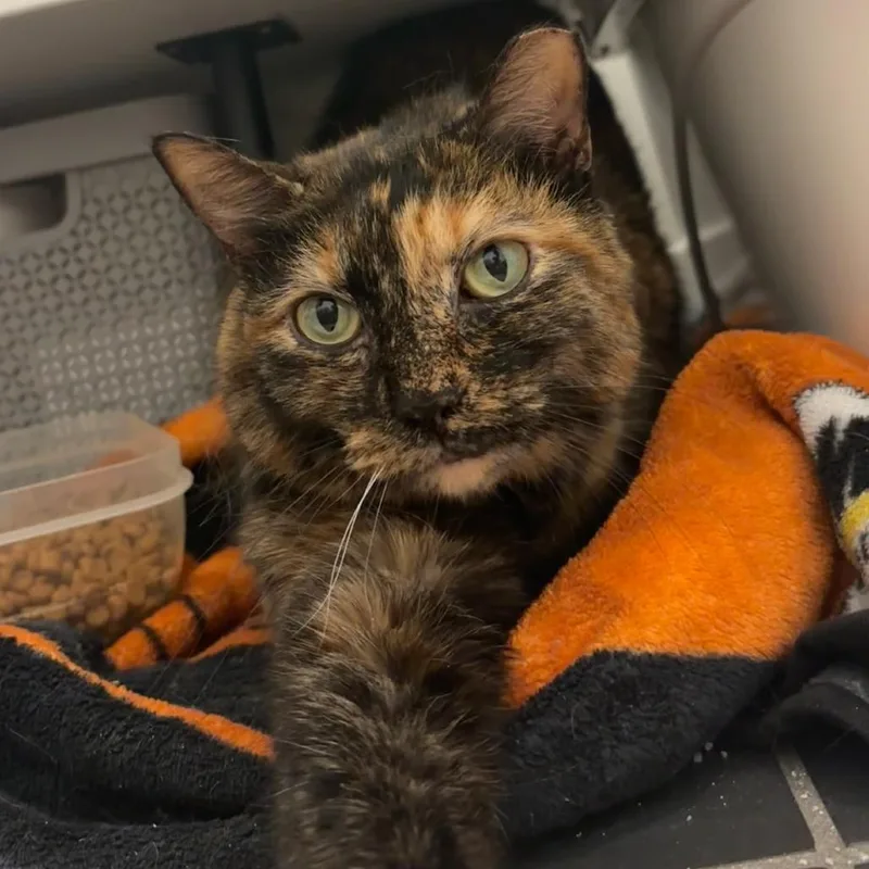 Bellatrix
