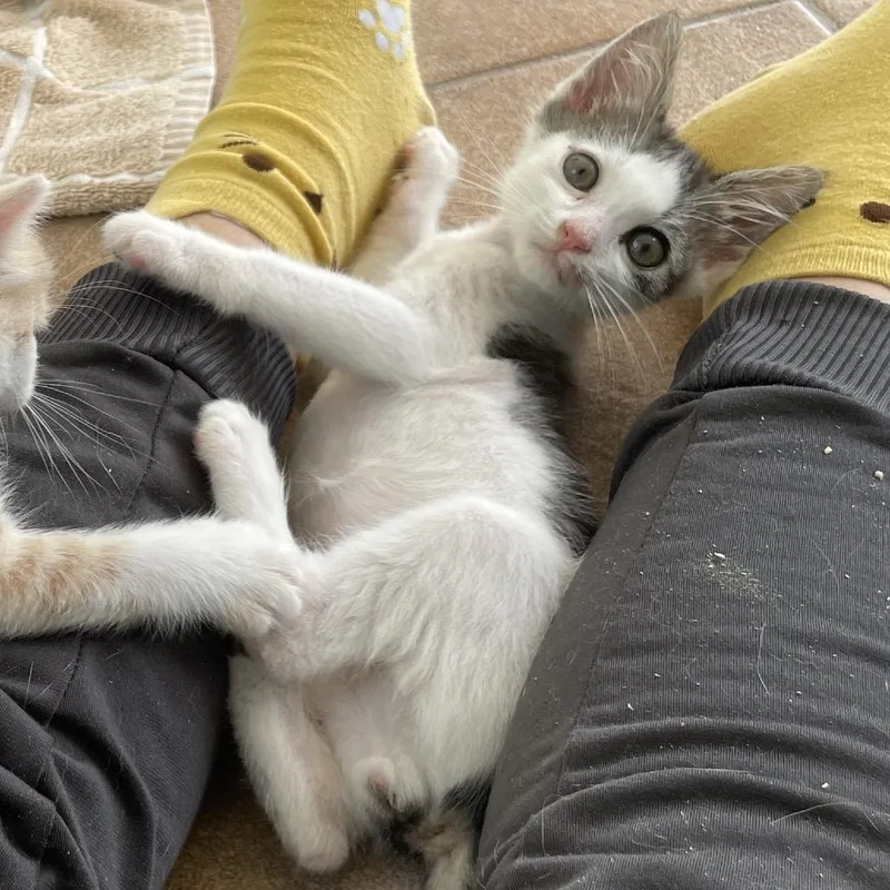 A baby small-sized male White Domestic Short Hair cat named Led Zeppelin for adoption in Hemet, CA