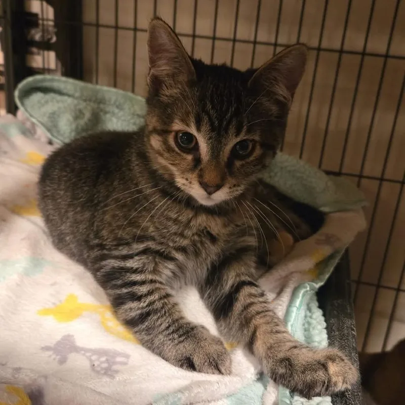 A baby small-sized female Tabby (Brown / Chocolate) Domestic Short Hair cat named Cashew for adoption in Stoughton, WI