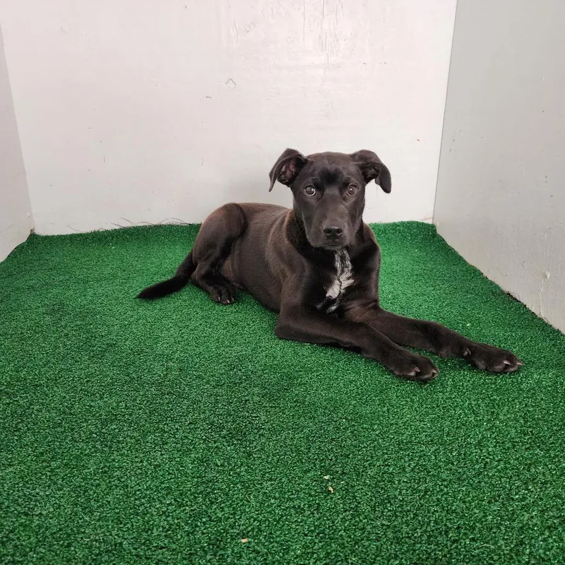 A young medium-sized male Black Mixed Breed dog named Sebastian for adoption in Boaz, AL