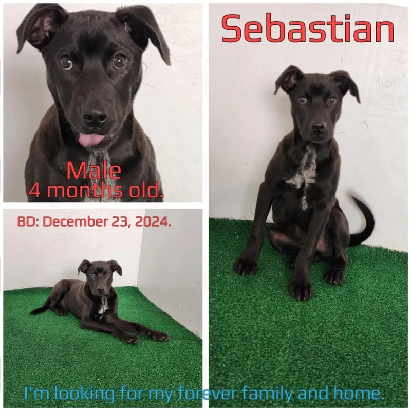 Sebastian thumbnail 4