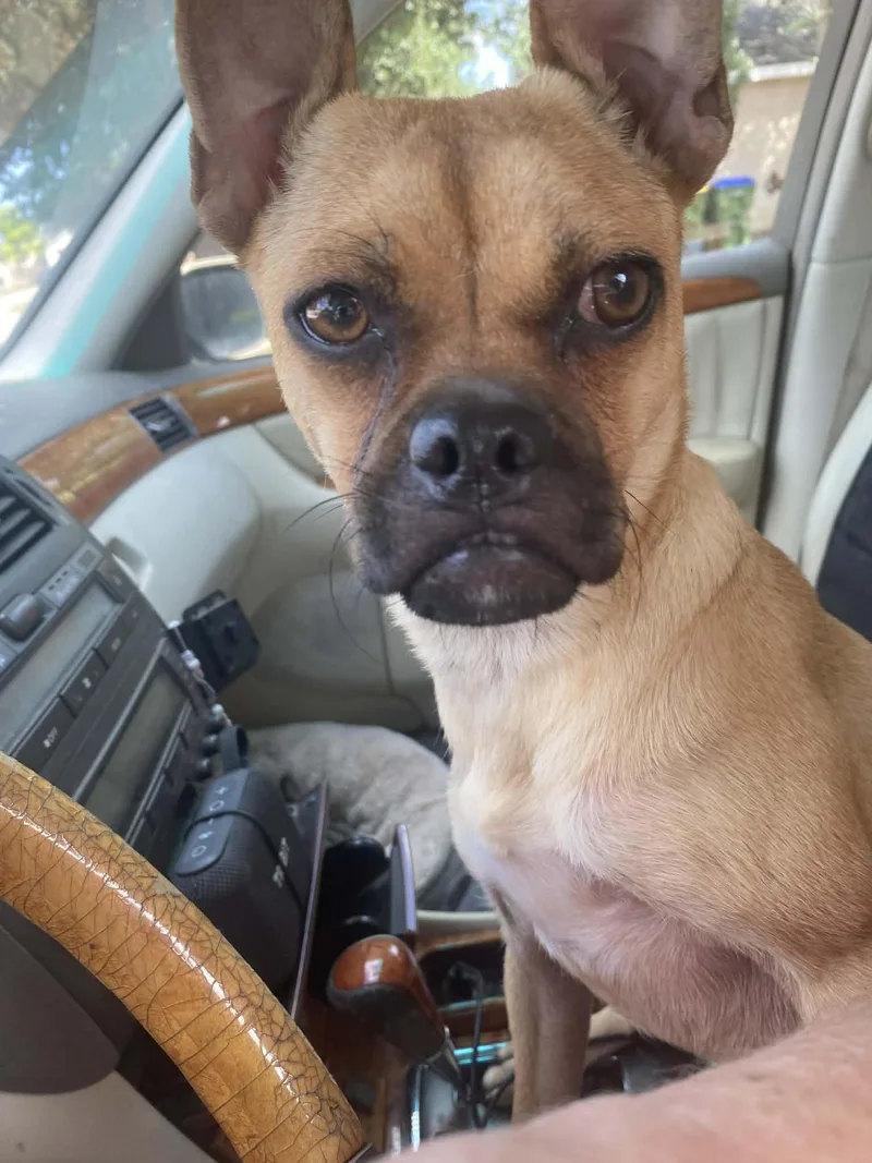 A baby small-sized female Brown / Chocolate Pug dog named Lily the Chug BW for adoption in Austin, TX