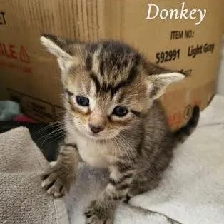Donkey thumbnail 2