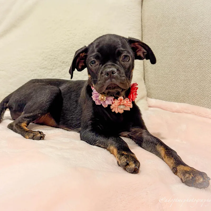 Flower Girl thumbnail 2