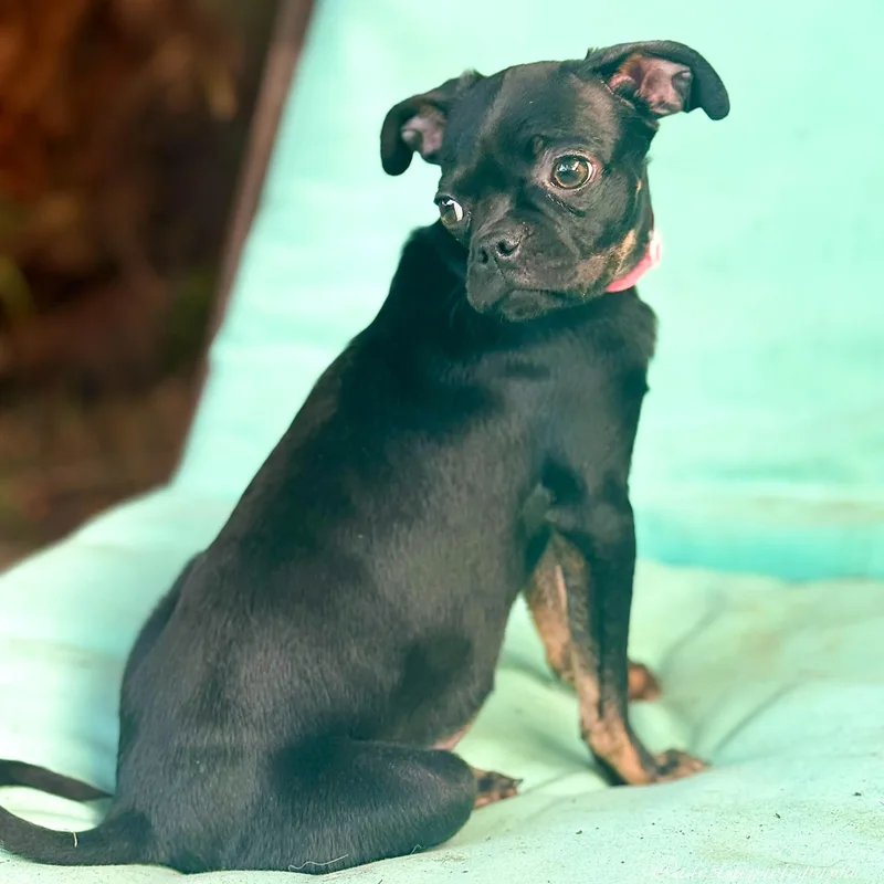 Flower Girl thumbnail 3